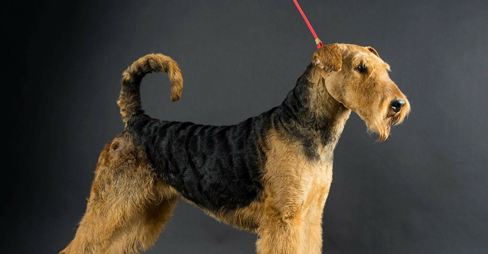 Noutati Airedale Terrier