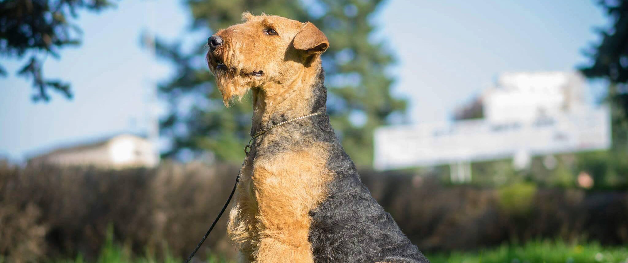 Canisa  Airedale Terrier Aire Alpha – Povestea