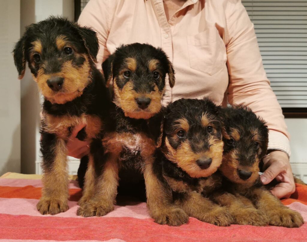 pui airedale terrier masculi