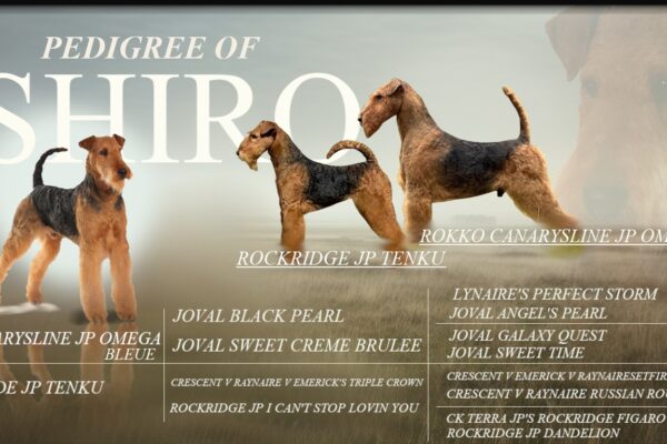 shiro1